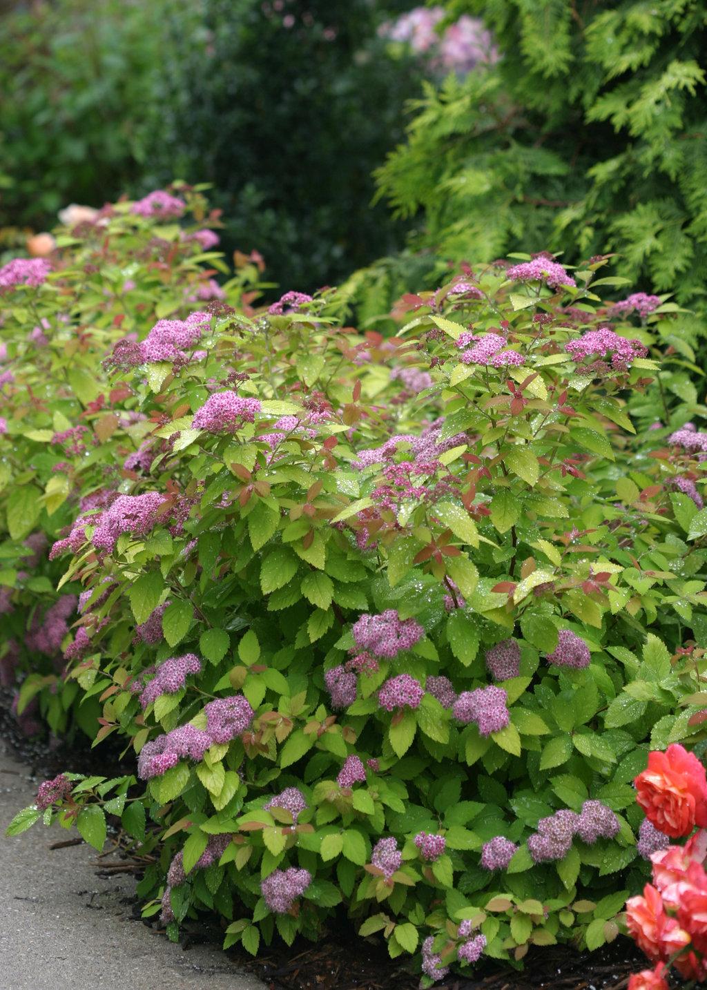 Spirea Japonica Double Play Big Bang - View 15 from www redcrocus com