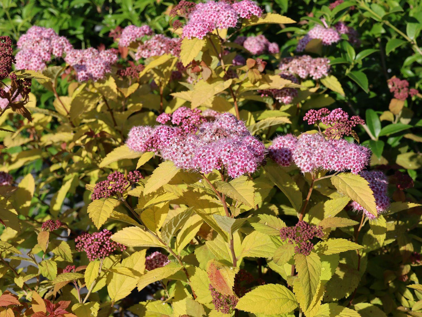 Spirea Japonica Double Play Big Bang - View 16 from www redcrocus com