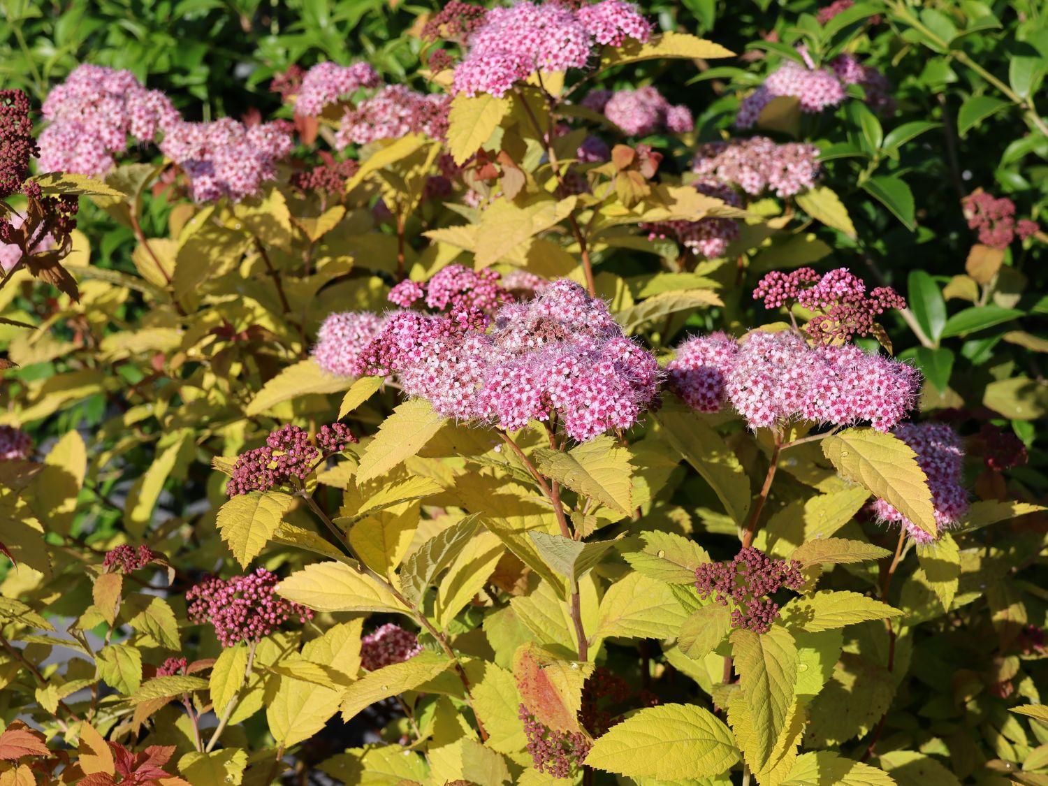 Spirea Japonica Double Play Big Bang - View 16 from www redcrocus com