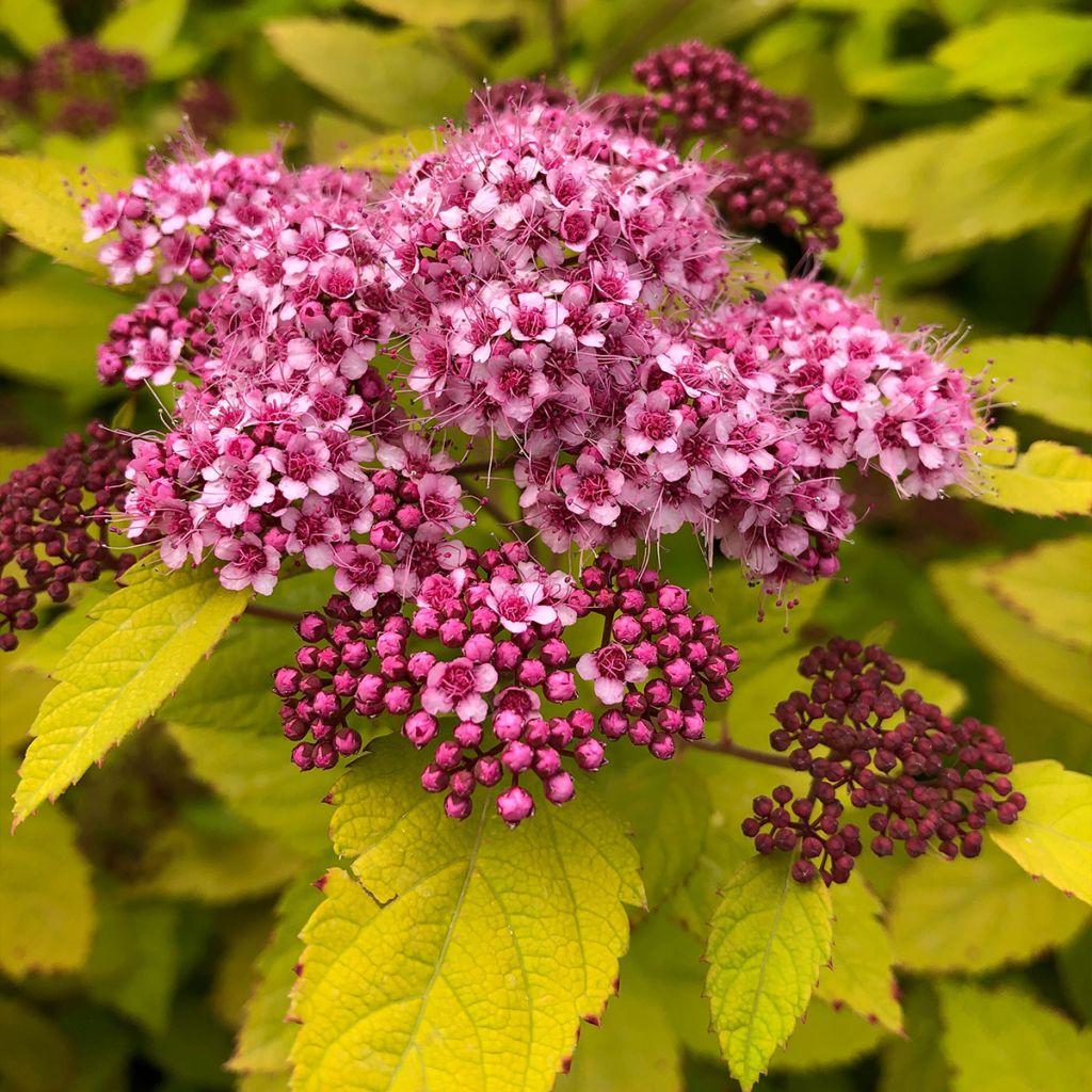 Spirea Japonica Double Play Big Bang - View 17 from www redcrocus com