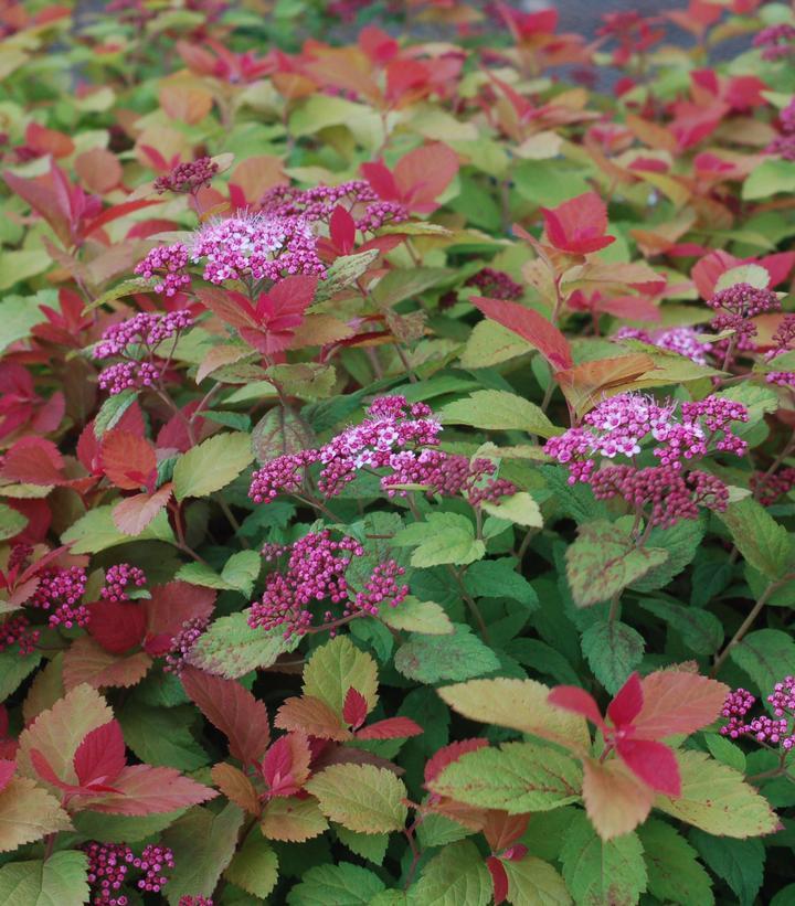 Spirea Japonica Double Play Big Bang - View 18 from www redcrocus com