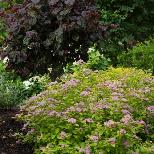 Spirea Japonica Double Play Big Bang - View 19 from www redcrocus com