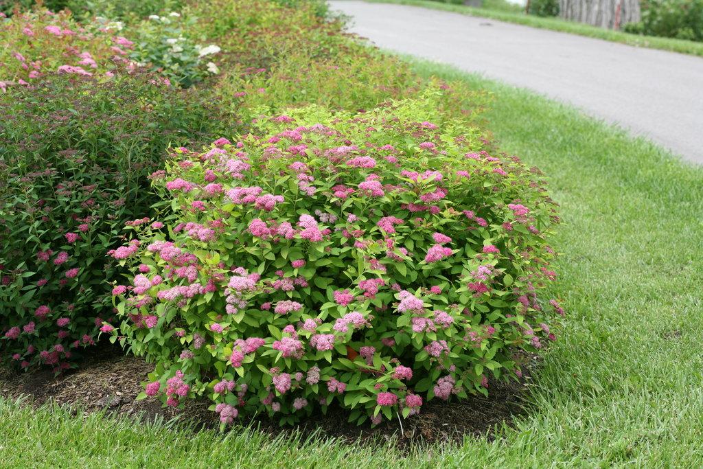 Spirea Japonica Double Play Big Bang - View 1 from www redcrocus com