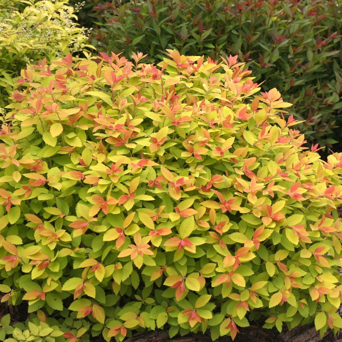 Spirea Japonica Double Play Big Bang - View 20 from www redcrocus com