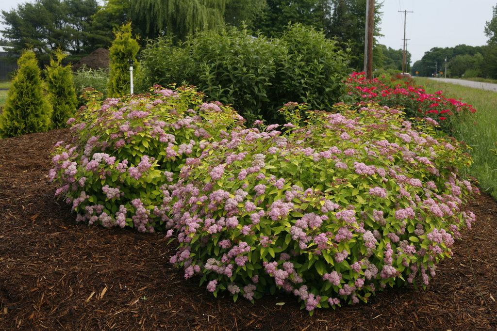 Spirea Japonica Double Play Big Bang - View 2 from www redcrocus com