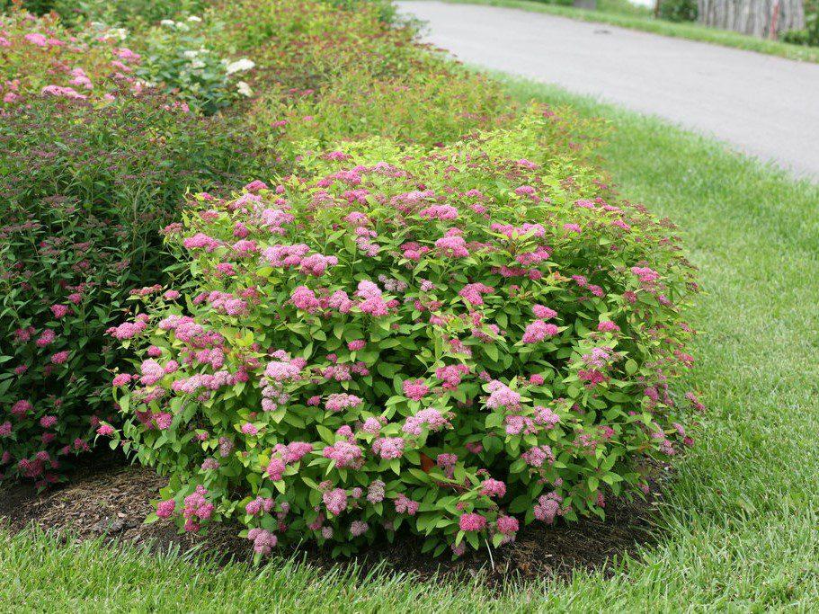 Spirea Japonica Double Play Big Bang - View 3 from www redcrocus com