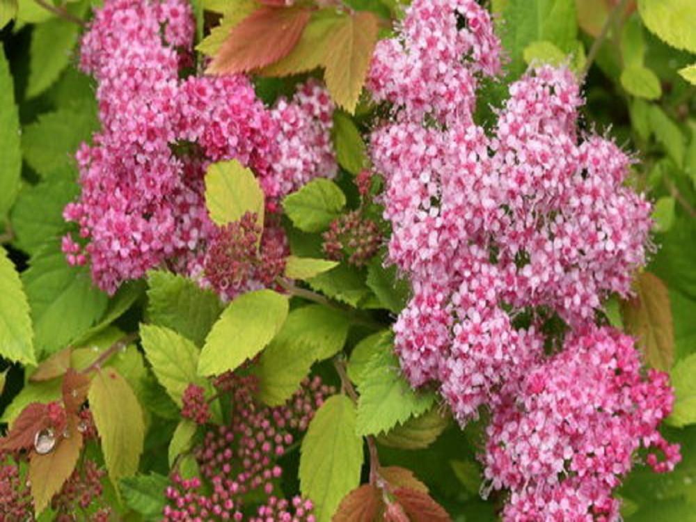 Spirea Japonica Double Play Big Bang - View 4 from www redcrocus com
