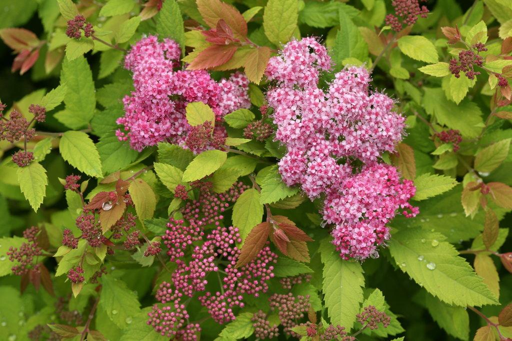 Spirea Japonica Double Play Big Bang - View 5 from www redcrocus com