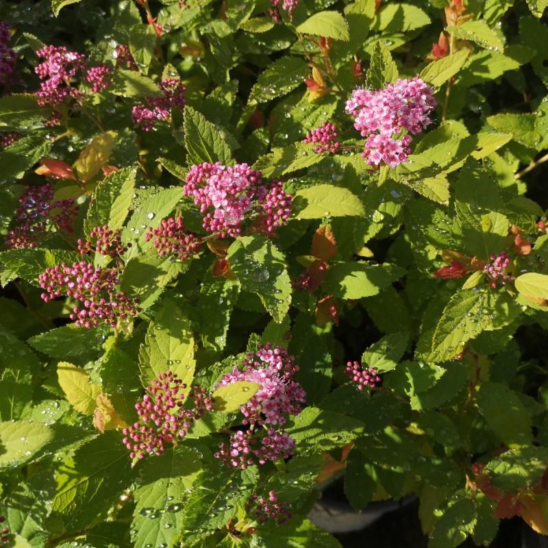 Spirea Japonica Double Play Big Bang - View 6 from www redcrocus com