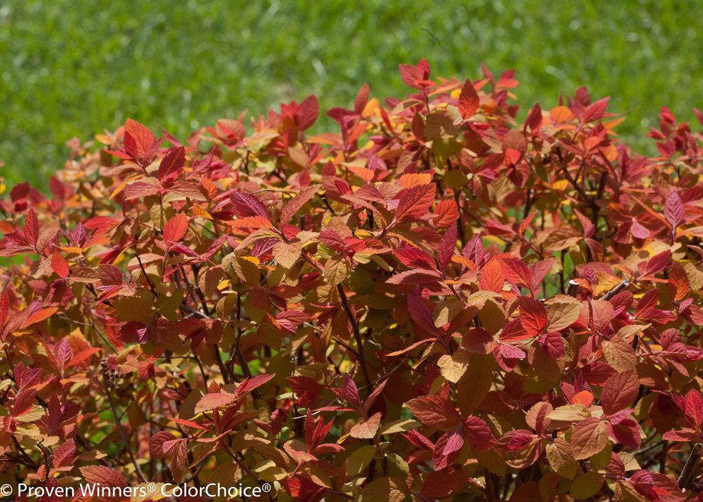 Spirea Japonica Double Play Big Bang - View 7 from www redcrocus com