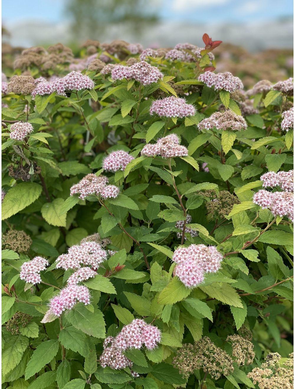 Spirea Japonica Double Play Big Bang - View 8 from www redcrocus com