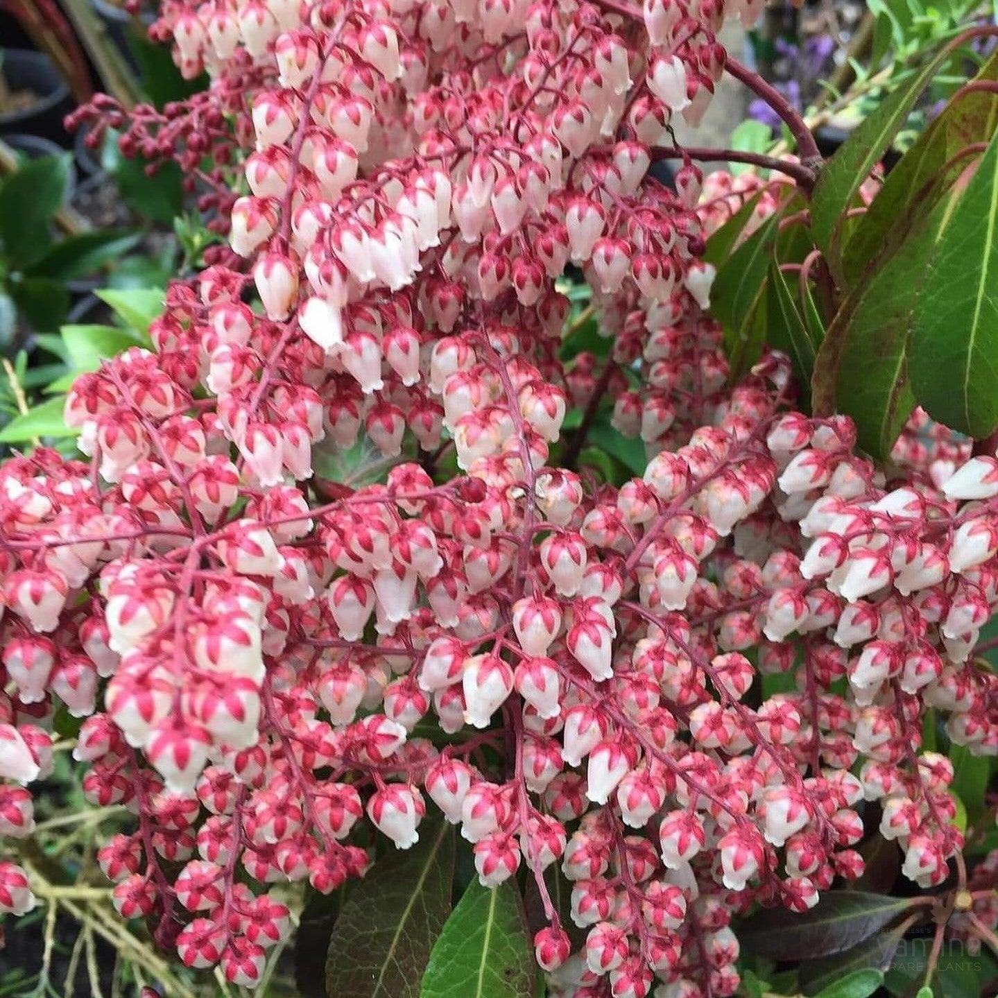 Pieris Japonica Dorothy Wycoff - View 9 from www redcrocus com