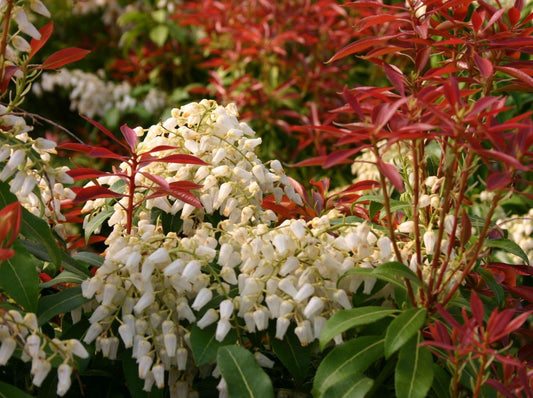 Pieris Japonica Red Mill - View 1 from www redcrocus com