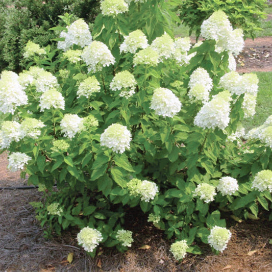 Hydrangea Paniculata Limelight Tree Form - View 12 from www redcrocus com