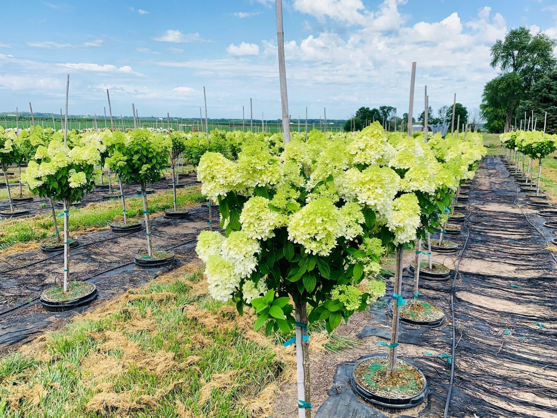 Hydrangea Paniculata Limelight Tree Form - View 4 from www redcrocus com