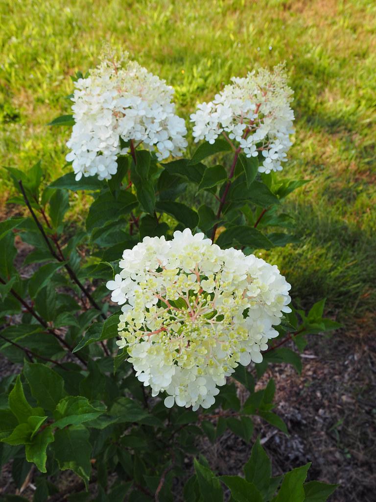 Hydrangea Paniculata Vanilla Strawberry - View 20 from www redcrocus com