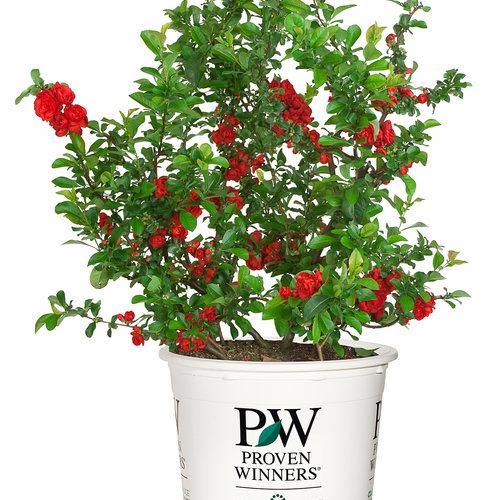 Chaenomeles Speciosa Double Take Scarlet - View 18 from www redcrocus com