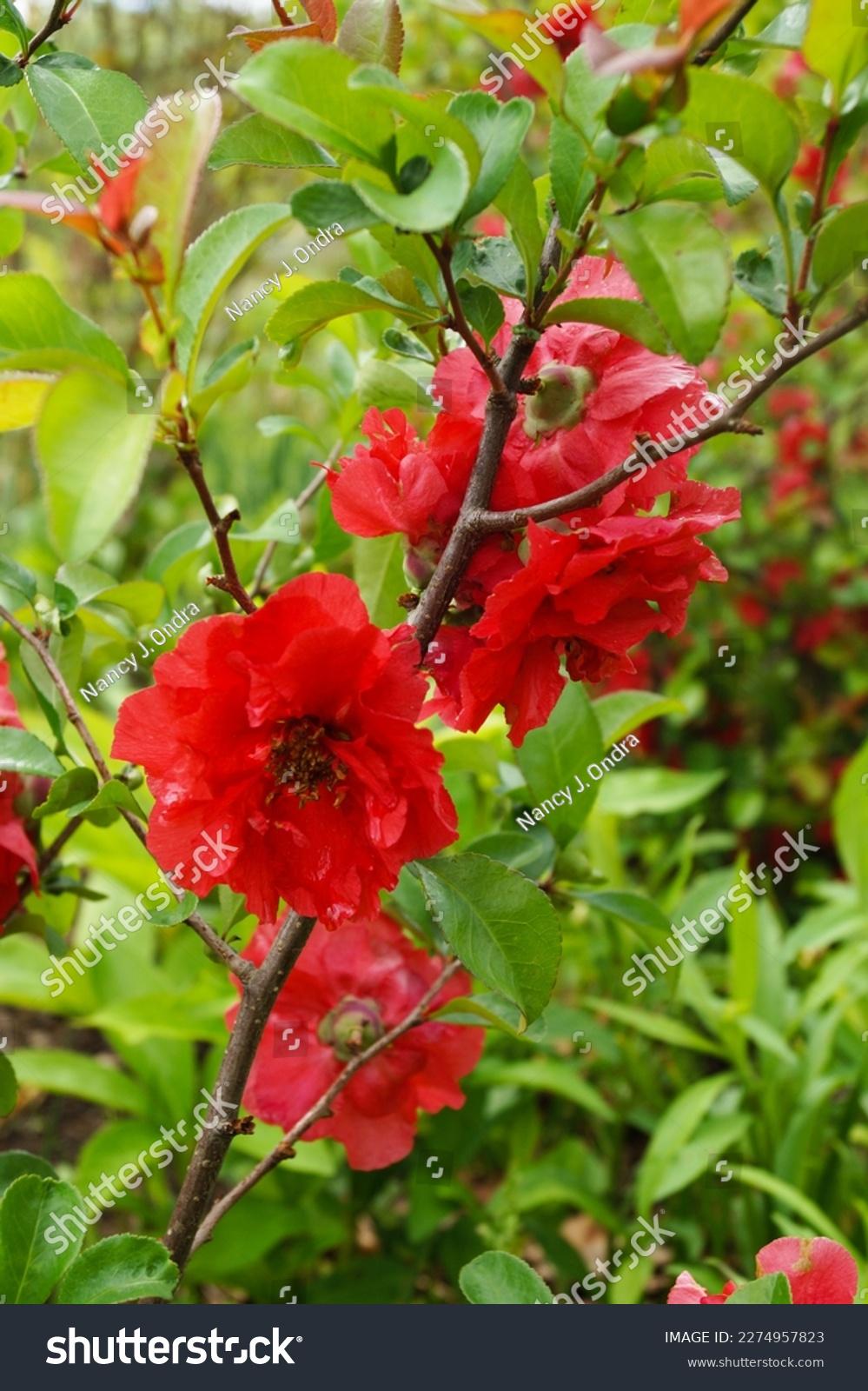 Chaenomeles Speciosa Double Take Scarlet - View 7 from www redcrocus com