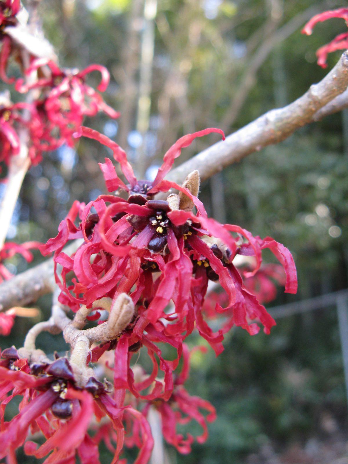 Hamamelis Intermedia Diane - View 10 from www redcrocus com