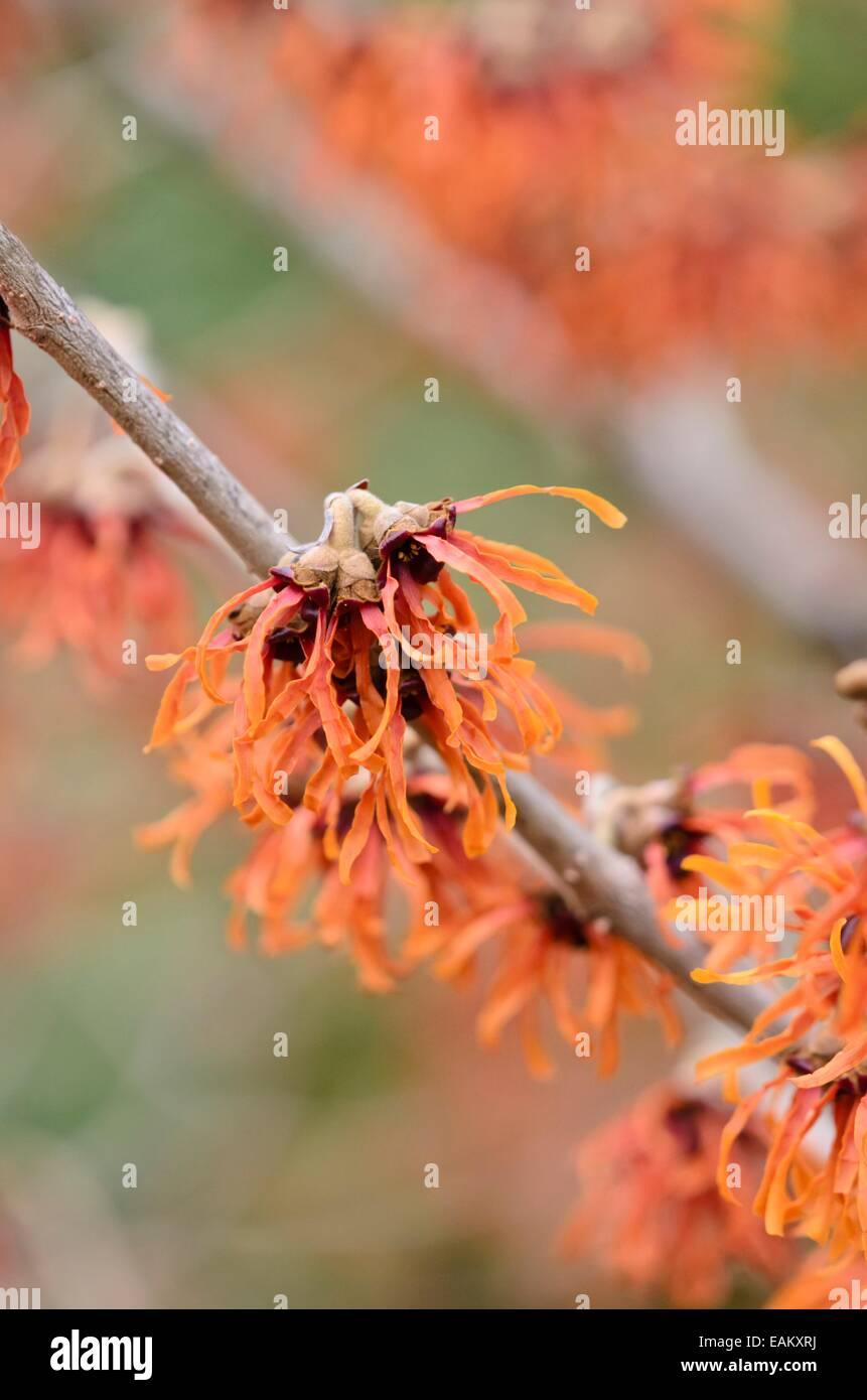 Hamamelis Intermedia Diane - View 11 from www redcrocus com