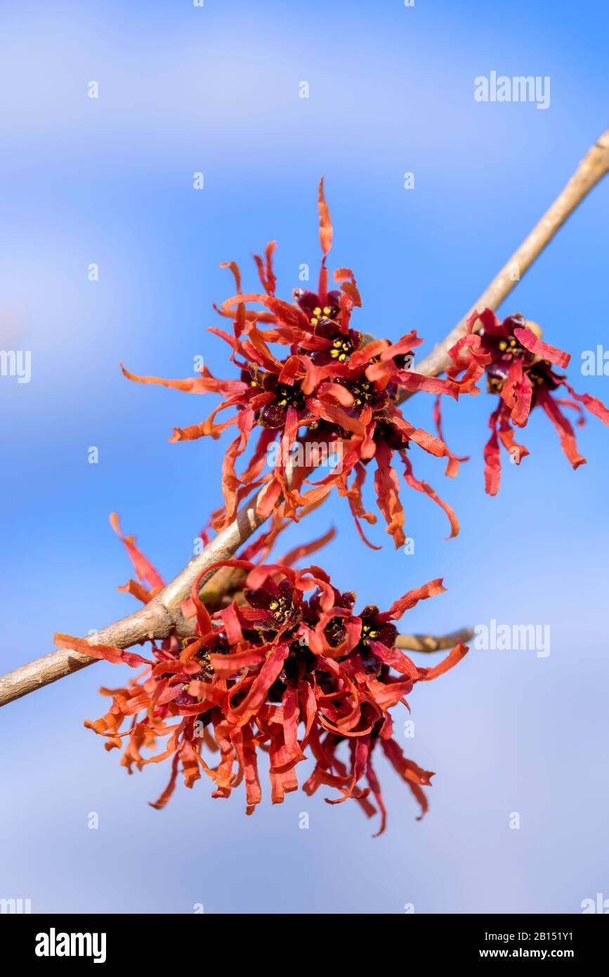 Hamamelis Intermedia Diane - View 12 from www redcrocus com