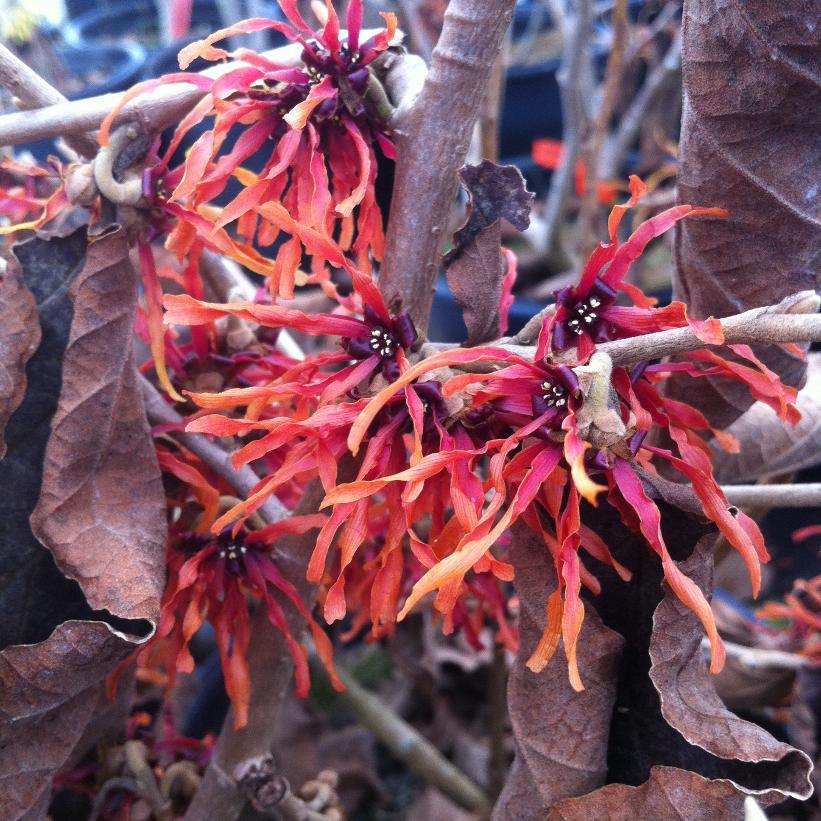 Hamamelis Intermedia Diane - View 14 from www redcrocus com