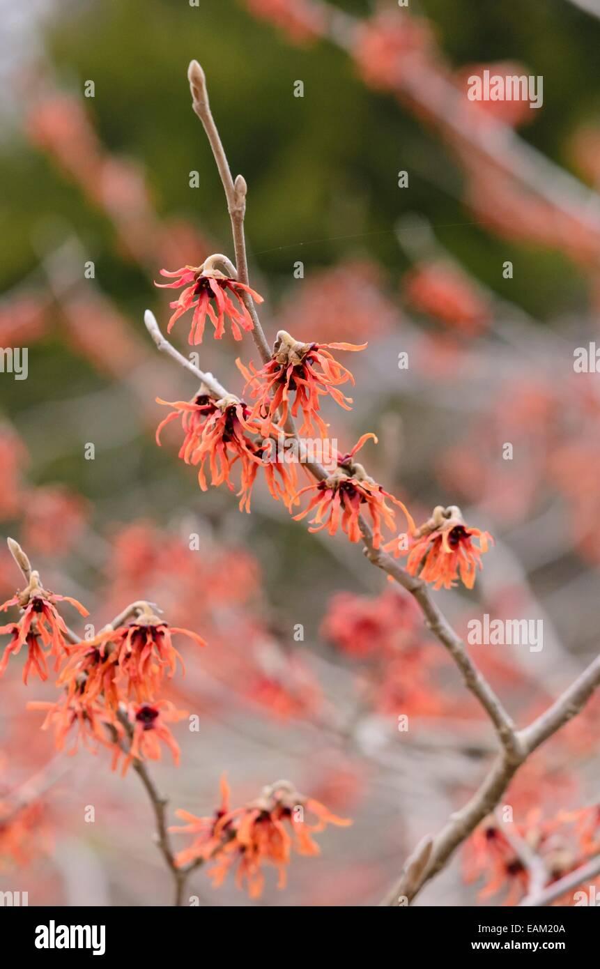 Hamamelis Intermedia Diane - View 16 from www redcrocus com