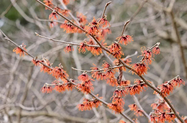 Hamamelis Intermedia Diane - View 19 from www redcrocus com