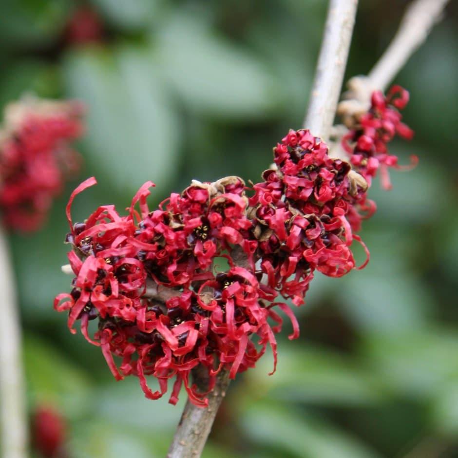Hamamelis Intermedia Diane - View 19 from www redcrocus com