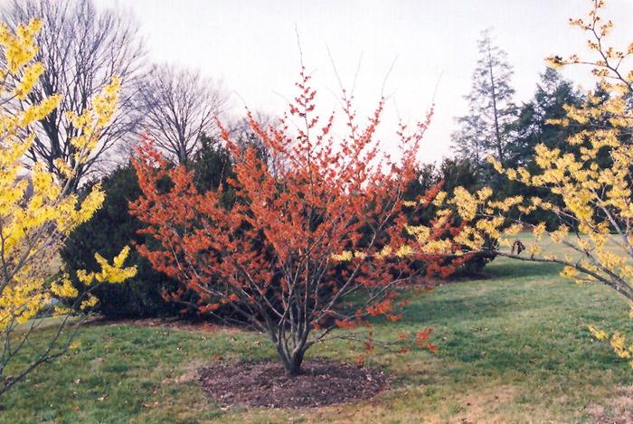 Hamamelis Intermedia Diane - View 1 from www redcrocus com