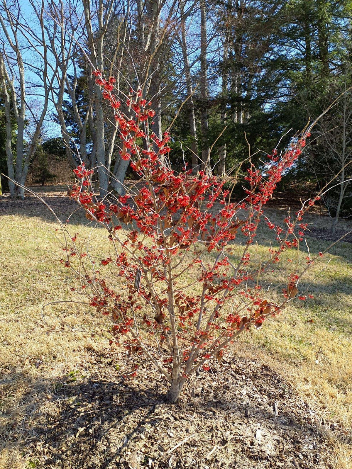 Hamamelis Intermedia Diane - View 20 from www redcrocus com