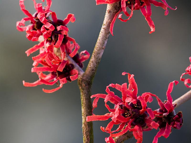 Hamamelis Intermedia Diane - View 4 from www redcrocus com