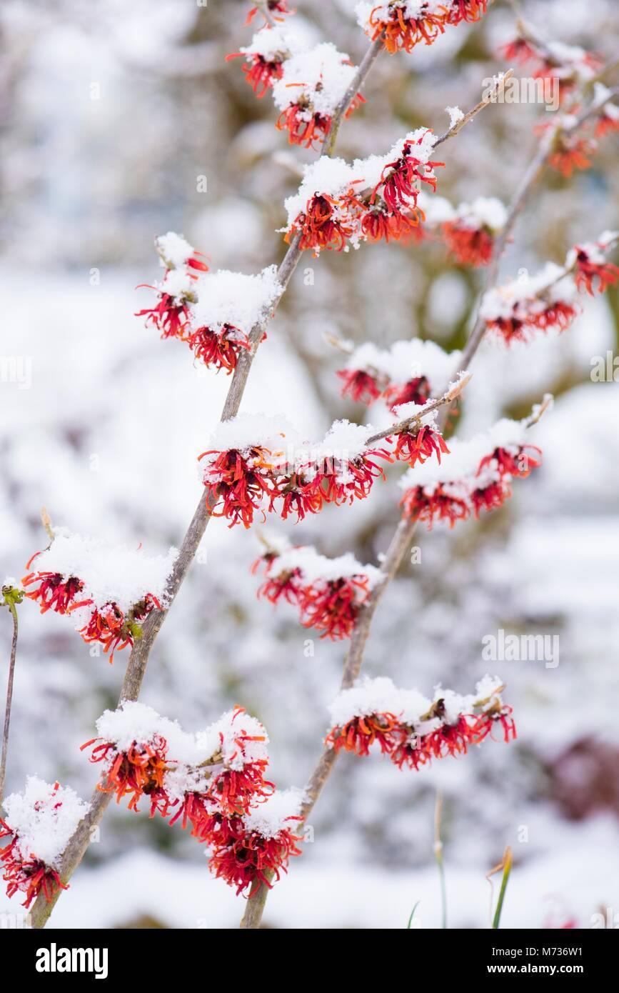 Hamamelis Intermedia Diane - View 6 from www redcrocus com