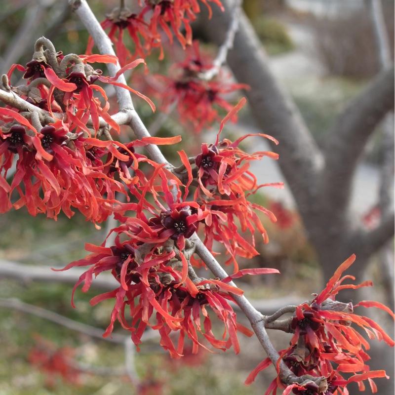 Hamamelis Intermedia Diane - View 7 from www redcrocus com