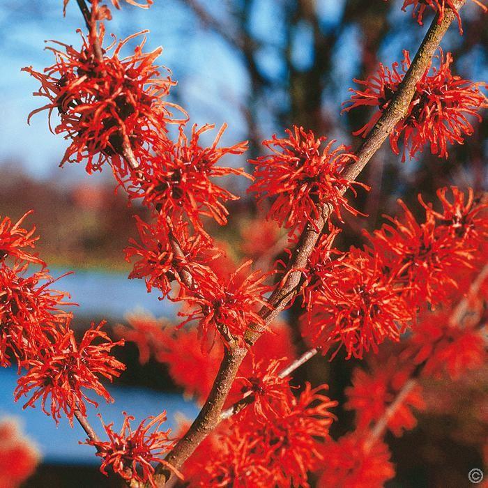 Hamamelis Intermedia Diane - View 8 from www redcrocus com