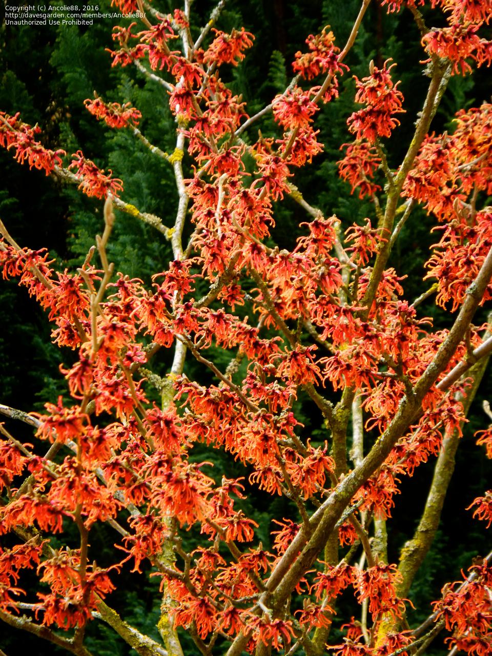 Hamamelis Intermedia Diane - View 9 from www redcrocus com
