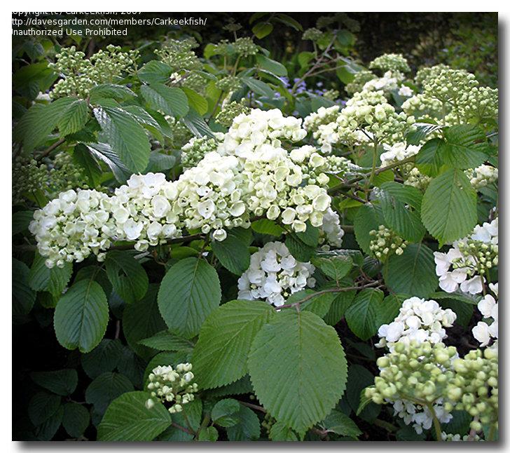 Viburnum Plicatum Var  Tomentosum Popcorn - View 10 from www redcrocus com