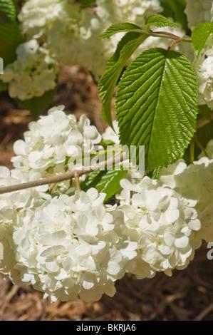 Viburnum Plicatum Var  Tomentosum Popcorn - View 11 from www redcrocus com
