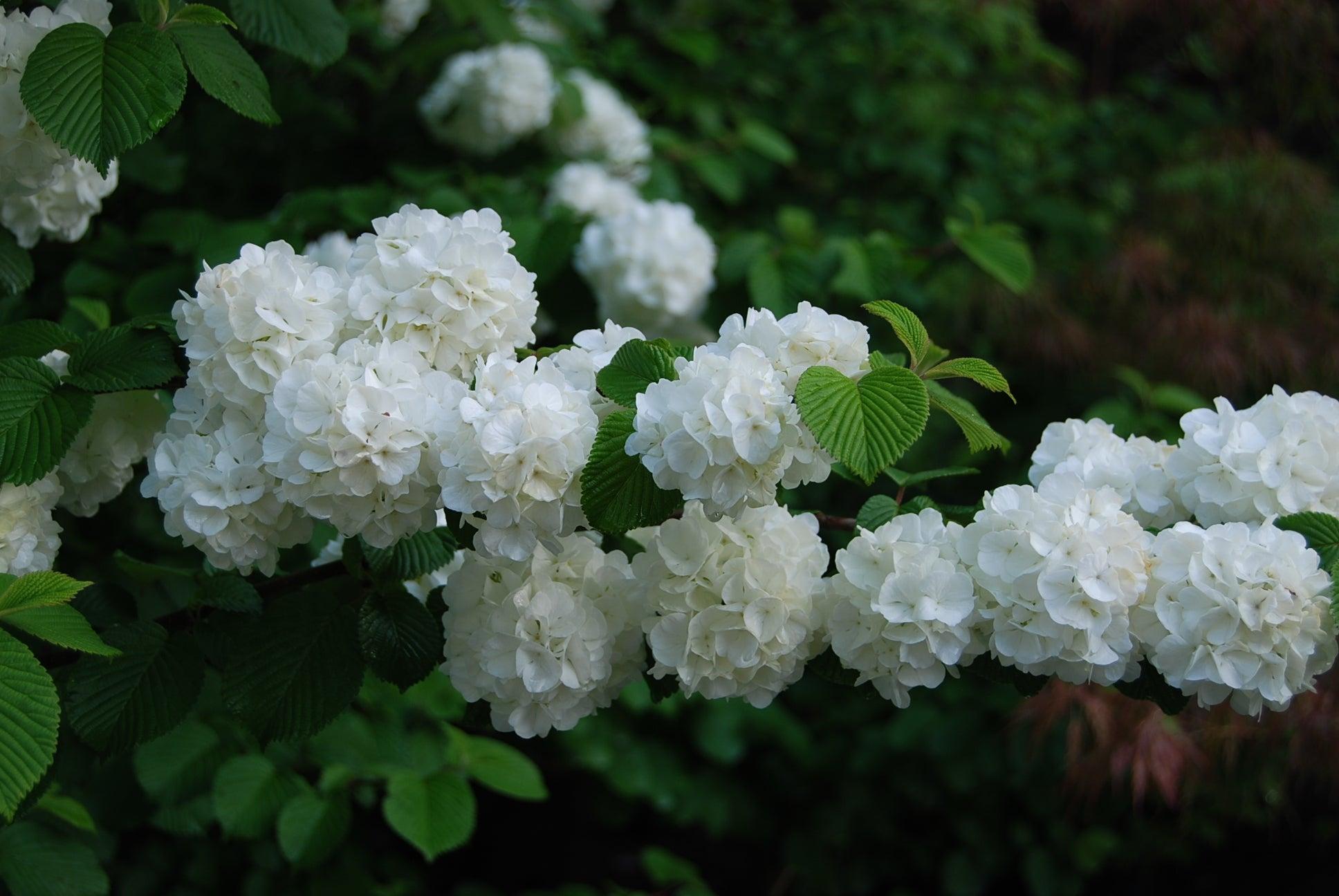 Viburnum Plicatum Var  Tomentosum Popcorn - View 12 from www redcrocus com