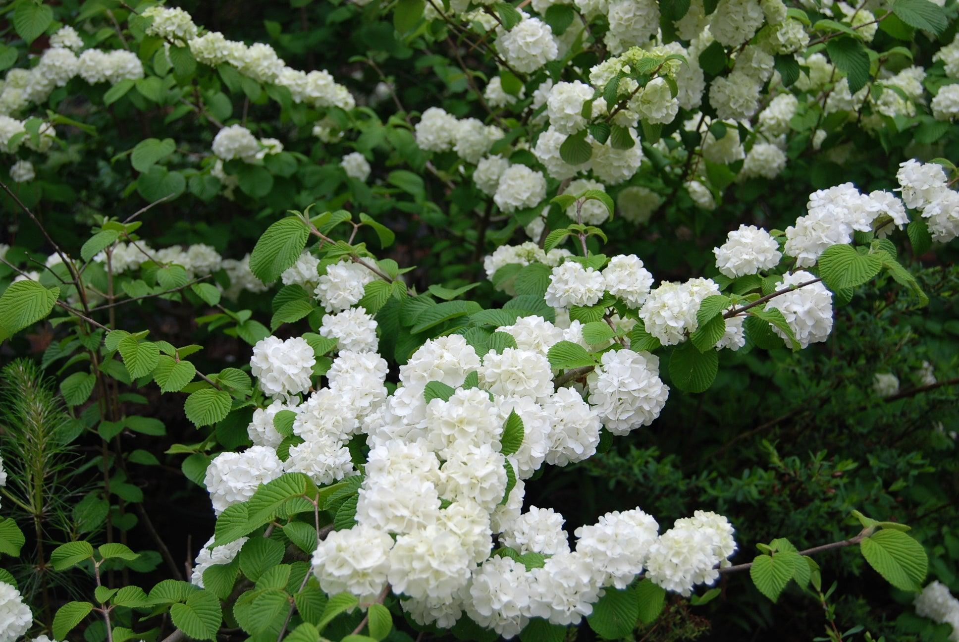 Viburnum Plicatum Var  Tomentosum Popcorn - View 13 from www redcrocus com