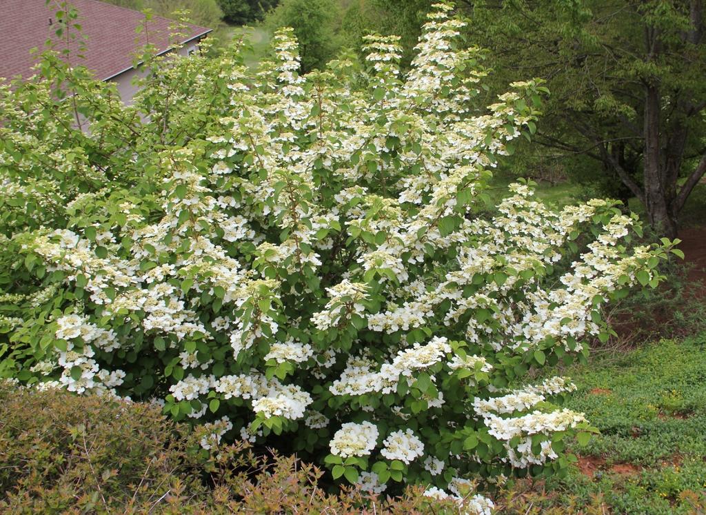 Viburnum Plicatum Var  Tomentosum Popcorn - View 14 from www redcrocus com