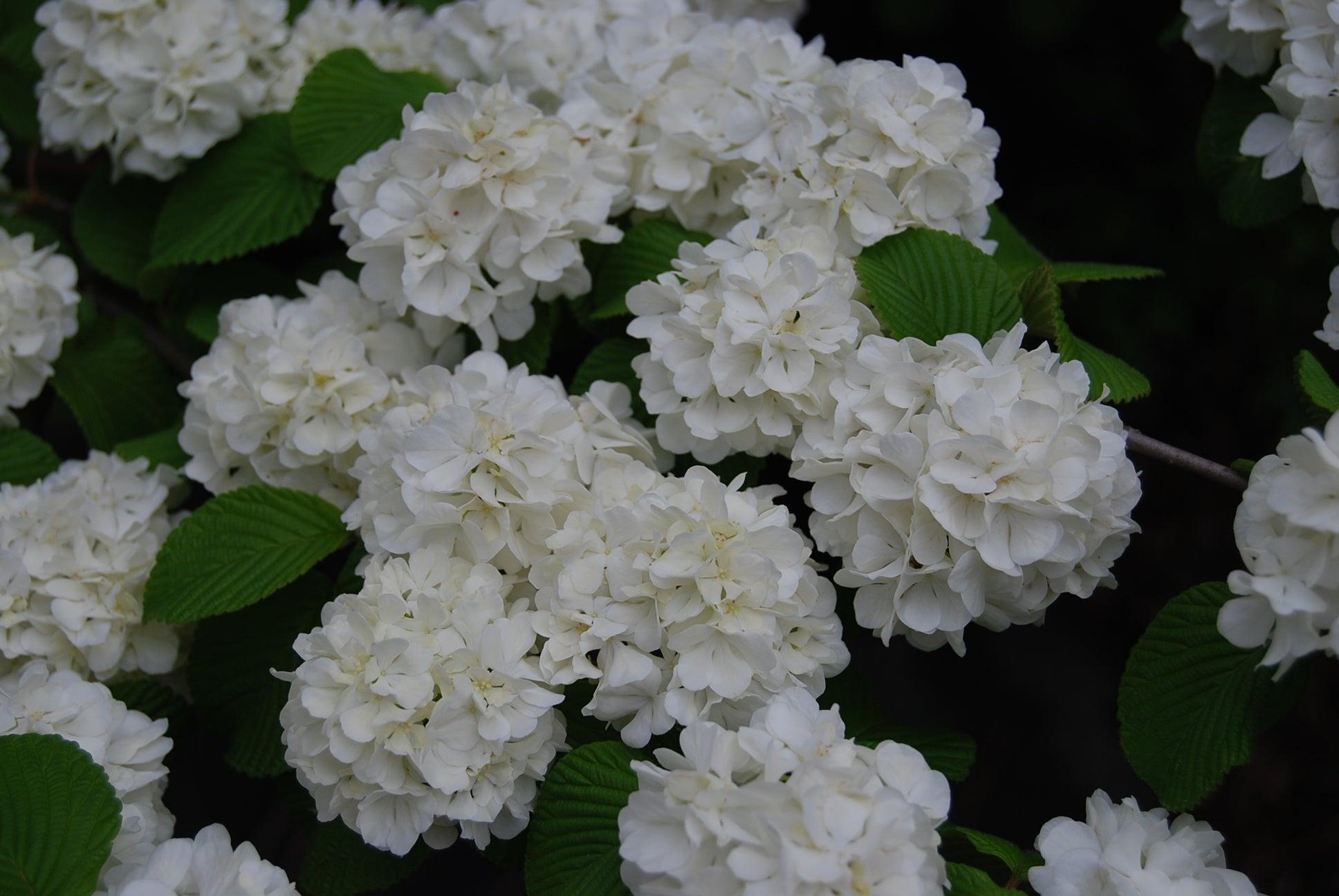 Viburnum Plicatum Var  Tomentosum Popcorn - View 15 from www redcrocus com