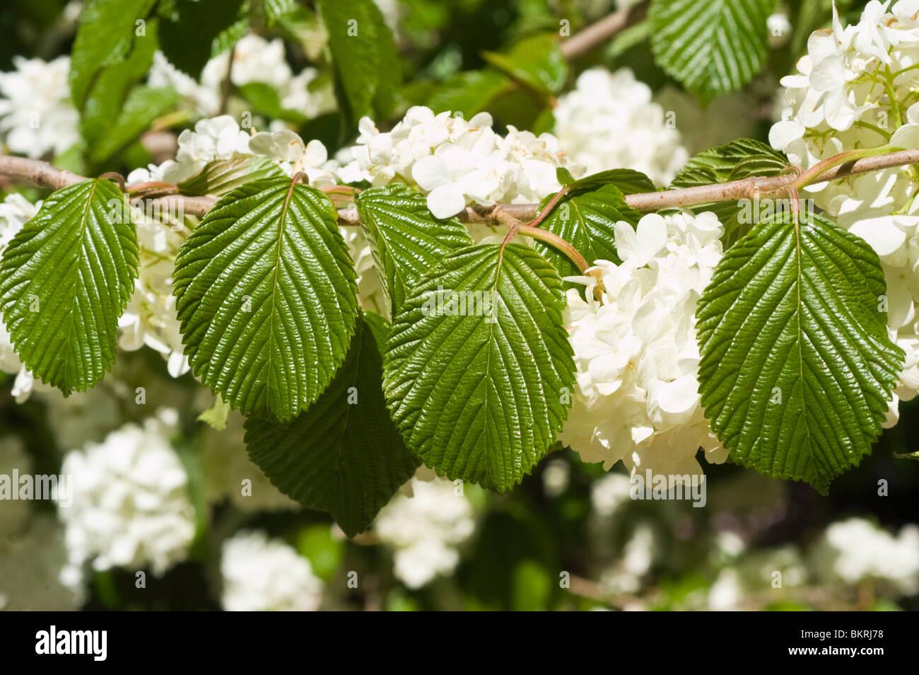 Viburnum Plicatum Var  Tomentosum Popcorn - View 1 from www redcrocus com