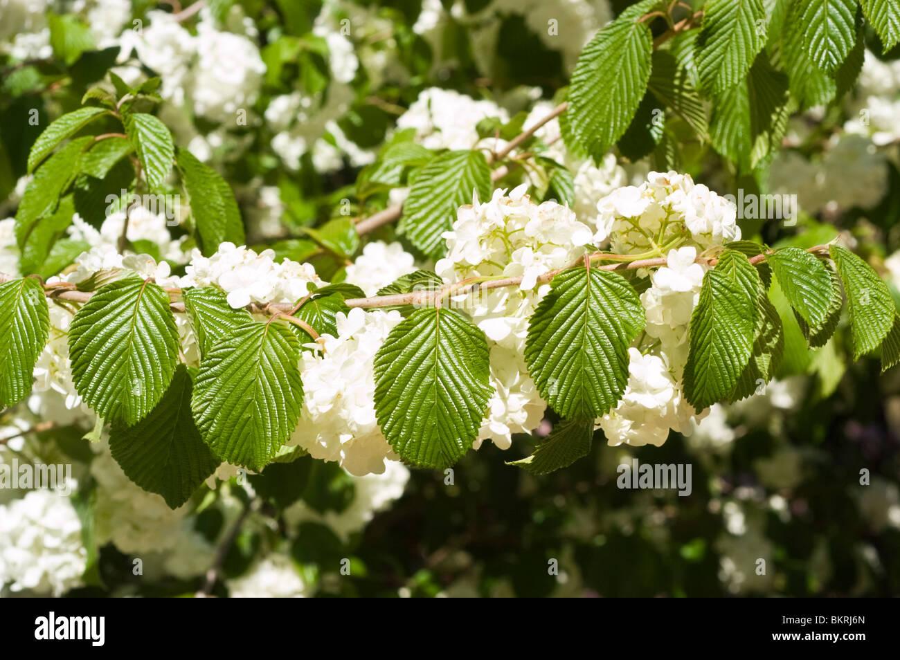 Viburnum Plicatum Var  Tomentosum Popcorn - View 2 from www redcrocus com