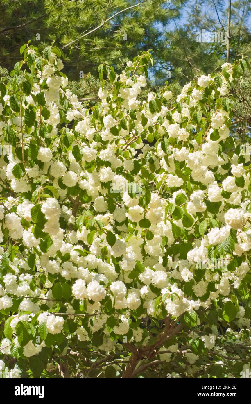 Viburnum Plicatum Var  Tomentosum Popcorn - View 4 from www redcrocus com