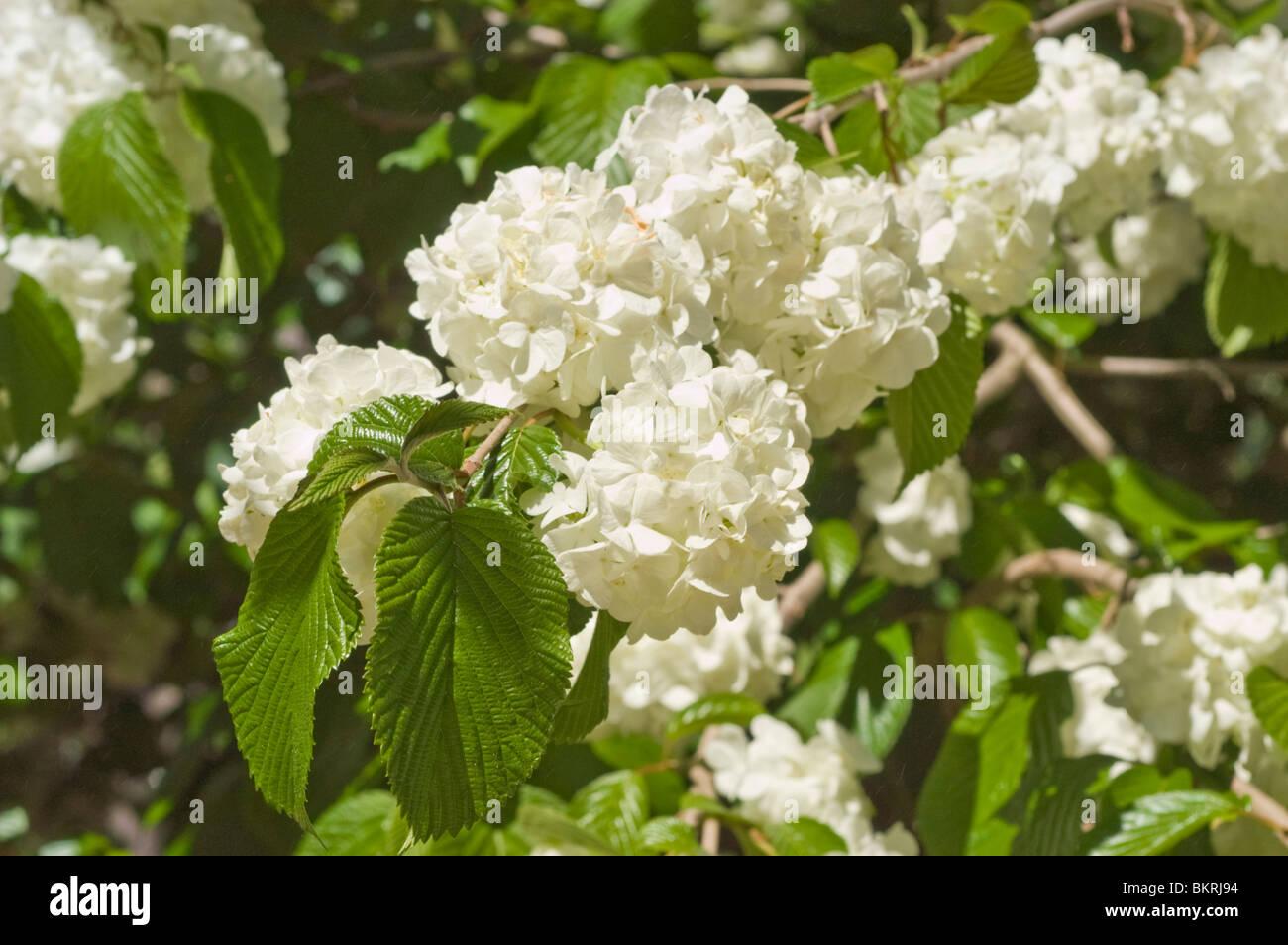 Viburnum Plicatum Var  Tomentosum Popcorn - View 6 from www redcrocus com