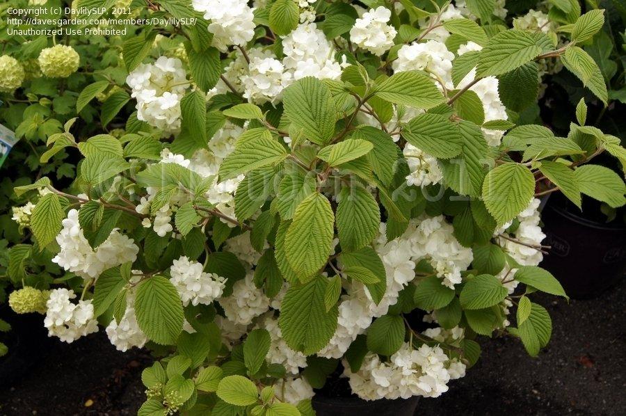 Viburnum Plicatum Var  Tomentosum Popcorn - View 7 from www redcrocus com