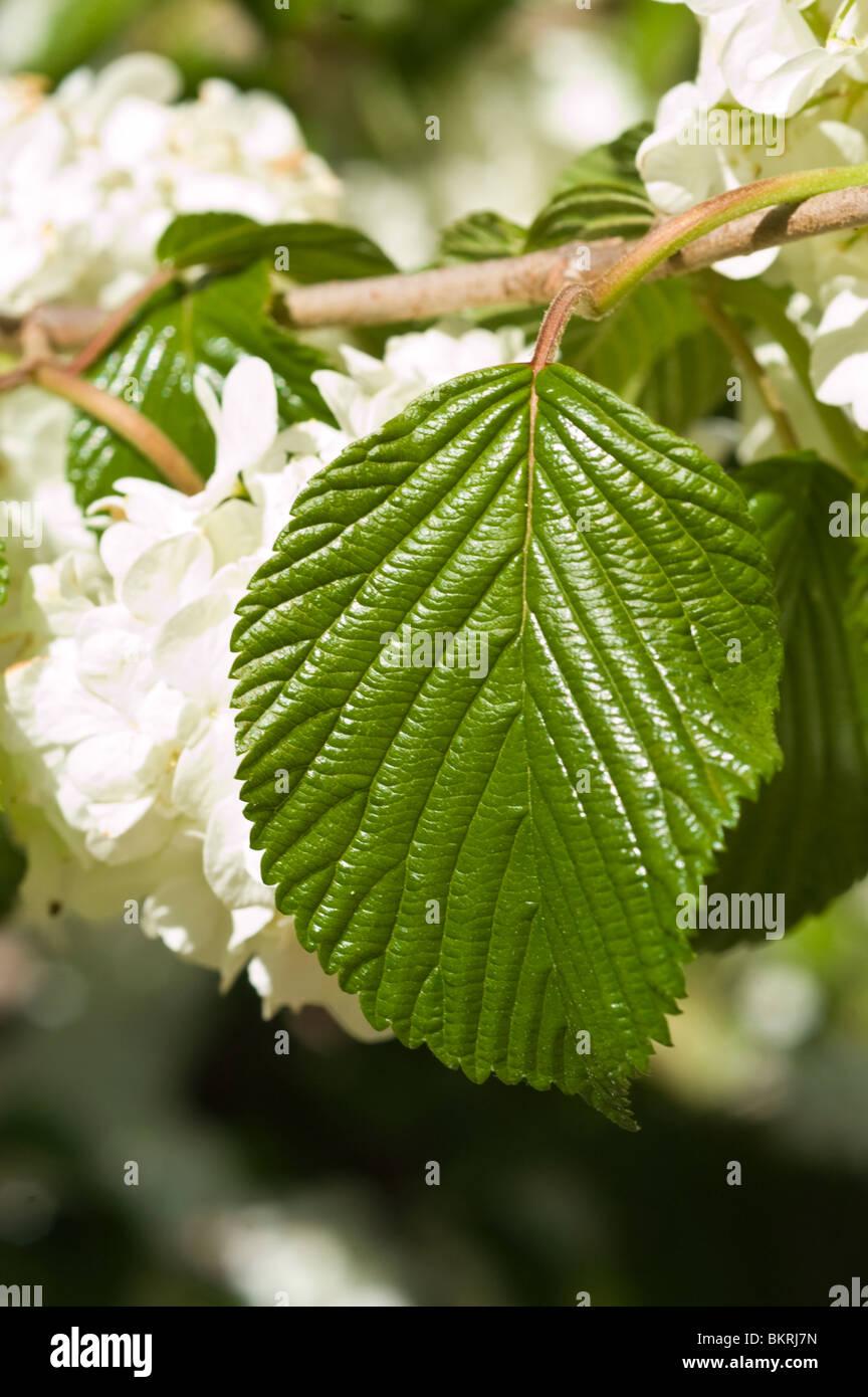 Viburnum Plicatum Var  Tomentosum Popcorn - View 8 from www redcrocus com
