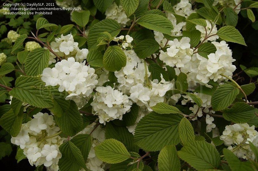 Viburnum Plicatum Var  Tomentosum Popcorn - View 9 from www redcrocus com