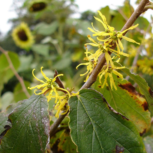 Hamamelis Virginiana - View 10 from www redcrocus com
